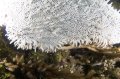 sea fan bleached